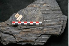 Foto (Detailansicht) von Sigillaria sp.  (NHMW-GEO-2024-0188-11100)